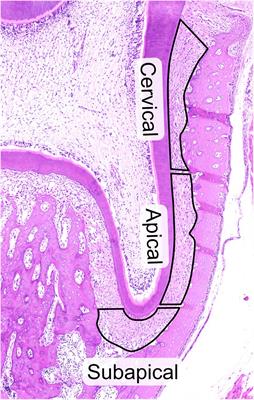 Core Matrisome Protein Signature During Periodontal Ligament Maturation From Pre-occlusal Eruption to Occlusal Function